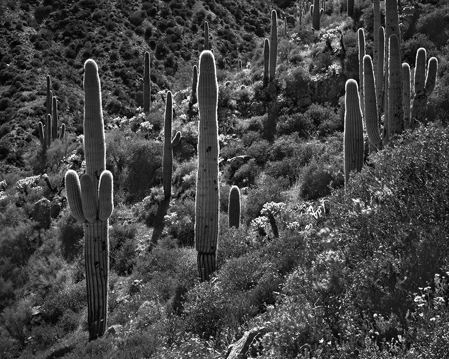 /product//saguaro-cacti-tonto-national-monument-arizona/