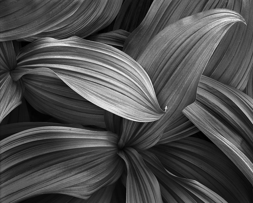 Corn Lily, Washington State, 1998