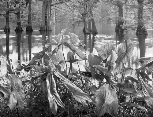 Lotus Leaves and Cypress Trees, Horseshoe Lake State Wildlife Area, Illinois, 1982