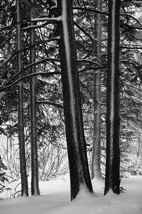 Trees and Snow, Blizzard, Rocky Mountain National Park, 2015