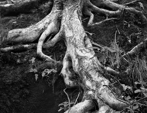 Tree Roots, Ferne Clyffe State Park, Illinois, 1982