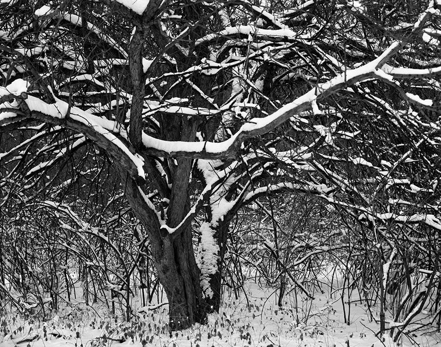 /product//fresh-snow-dusk-forest-park-st-louis-missouri-1988-2/