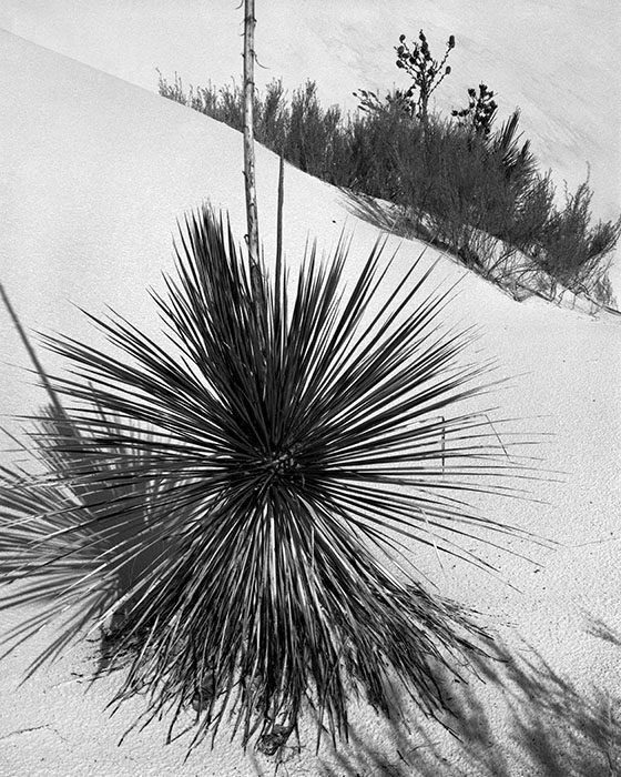 /product//yucca-white-sands-national-monument-new-mexico-2007/